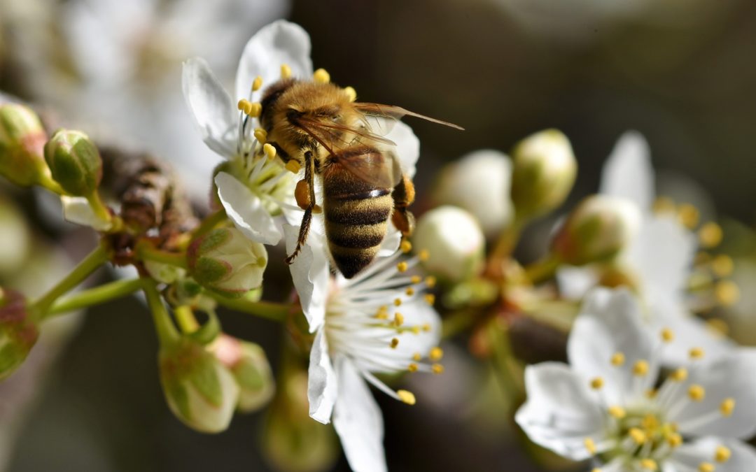 20 Maggio: giornata mondiale delle api.